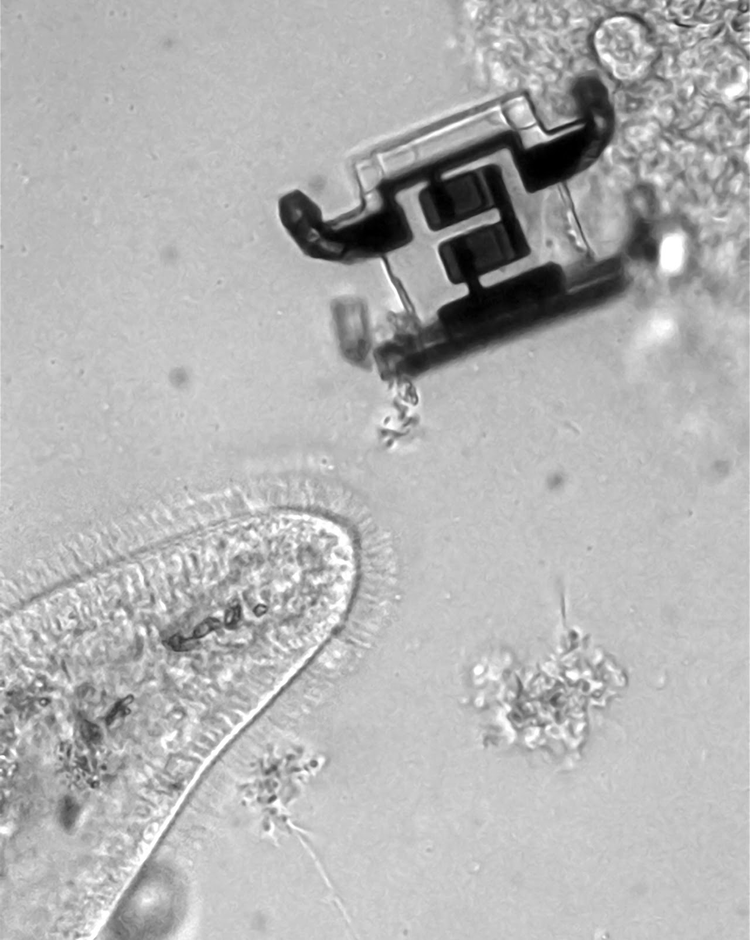 One Year Researching Microrobots